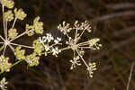 Coastal plain angelica